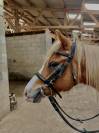 Poney taille B 
