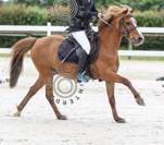 Poney taille B &agrave; louer 
