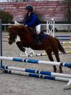 Poney taille B &agrave; louer 