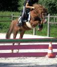 Poney taille B &agrave; louer 