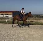 Superbe jument de 7 ans