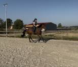 Superbe jument de 7 ans
