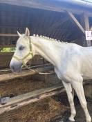 cheval 15ans