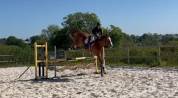 Hongre de 7 ans par Andiamo Semilly