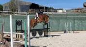 Hongre de 7 ans par Andiamo Semilly