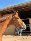 Hongre de 7 ans par Andiamo Semilly