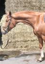 Hongre de 7 ans par Andiamo Semilly