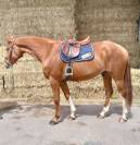 Hongre de 7 ans par Andiamo Semilly