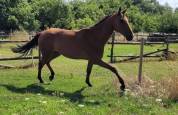 Cheval Calme Loisir (Nord 59)