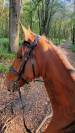Cheval Calme Loisir (Nord 59)