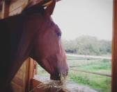 Cheval Calme Loisir (Nord 59)