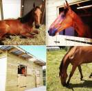 Cheval Calme Loisir (Nord 59)