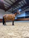 Cheval de compagnie 