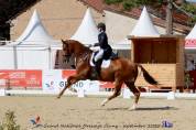 Hongre - KWPN - 15 ans - Dressage - France