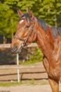 Hongre de 4 ans &agrave; vendre
