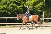 Hongre de 4 ans &agrave; vendre