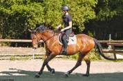 Hongre de 4 ans &agrave; vendre