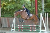 Hongre de 4 ans &agrave; vendre