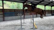Top cheval pour aller au concours directement 