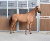 Top cheval pour aller au concours directement 