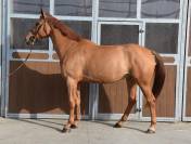 Top cheval pour aller au concours directement 