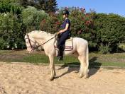 Semental cremello, noble y seguro