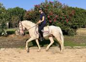 Semental cremello, noble y seguro