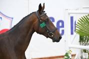 Mare Selle Fran&ccedil;ais For sale 2023 Bay