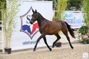 Mare Selle Fran&ccedil;ais For sale 2023 Bay