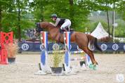Hongre horse ball cso Hunter 