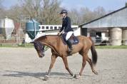 Hongre horse ball cso Hunter 