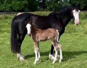 Poulain PFS splash par Kilimandjaro Semilly