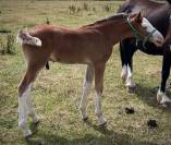 Poulain PFS splash par Kilimandjaro Semilly