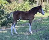 Poulain PFS splash par Kilimandjaro Semilly