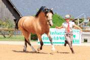 Pouliche 2024 - Welsh Cob (D) PP 