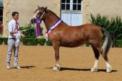 Pouliche 2024 - Welsh Cob (D) PP 