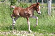 Pouliche 2024 - Welsh Cob (D) PP 