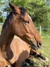 Demi pension sur cheval au grand c&oelig;ur 