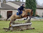Hongre anglo-arabe de 14 ans 