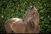 demi pension cheval 4 ans 