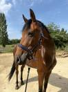Jument 9 ans &agrave; vendre 