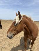 &Agrave; vendre &ndash; Ondine, jument Comtoise de 2 ans