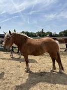 &Agrave; vendre &ndash; Ondine, jument Comtoise de 2 ans