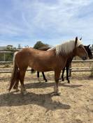 &Agrave; vendre &ndash; Ondine, jument Comtoise de 2 ans