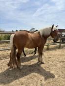 &Agrave; vendre &ndash; Ondine, jument Comtoise de 2 ans