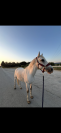 Poney de sport &agrave; vendre