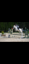 Poney de sport &agrave; vendre