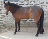 NUIT DESTEMPS D&rsquo;ISAVY PFS Hongre bai, 3 ans, 1m46