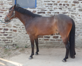 NUIT DESTEMPS D&rsquo;ISAVY PFS Hongre bai, 3 ans, 1m46