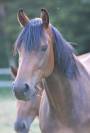 Jeune Jument de dressage par Escolar 